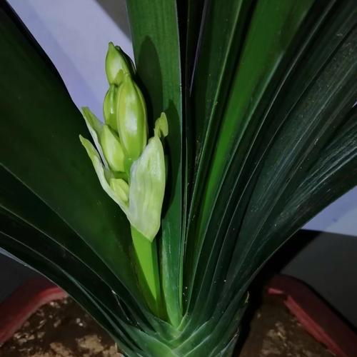 君子兰沼泽几年开花？开花异常的原因有哪些？