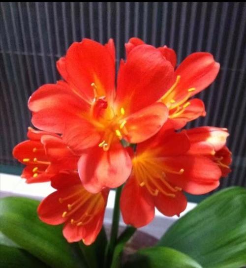 君子兰沼泽几年开花？开花异常的原因有哪些？