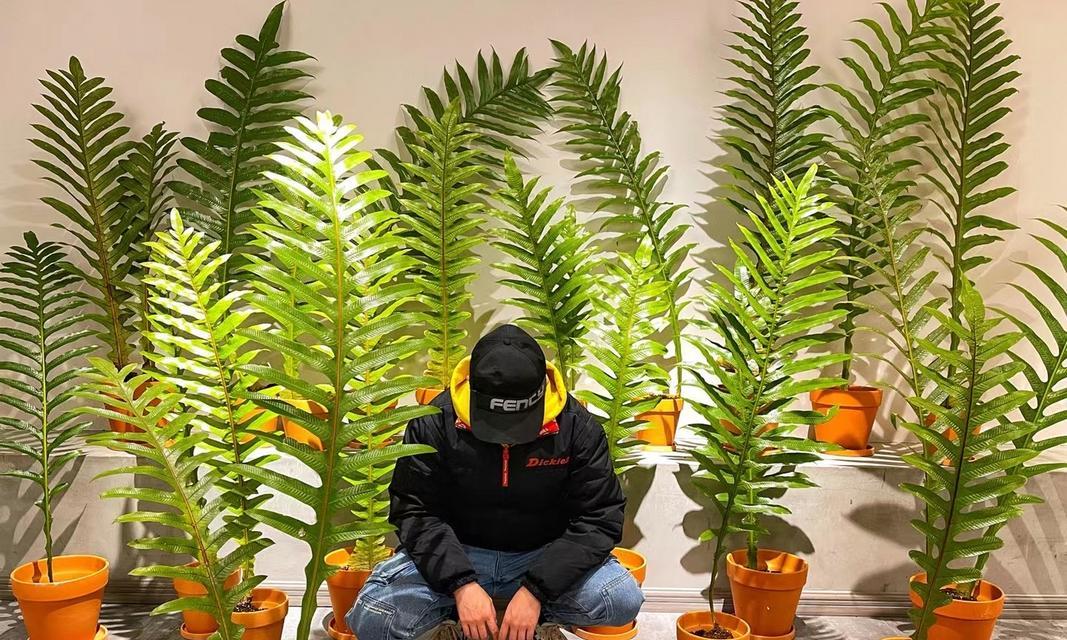 白毛王冠仙人球的养殖技巧有哪些？