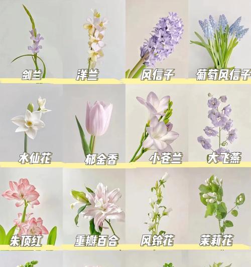 被吐槽的红玫瑰花语是什么？红玫瑰在不同情境下有哪些含义？