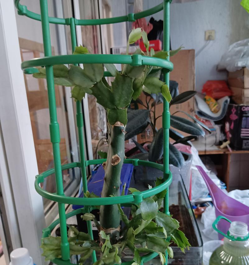 种仙人球盆景的正确步骤是什么？盆景种植需要注意哪些事项？