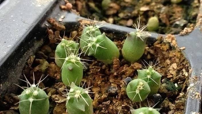 种仙人球盆景的正确步骤是什么？盆景种植需要注意哪些事项？