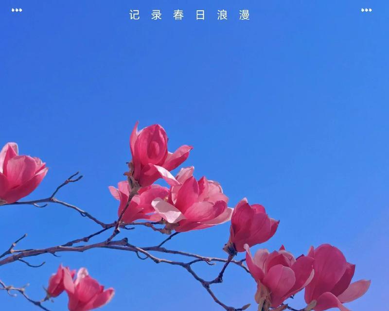 蓝色蝴蝶兰的花语是什么呀？这种花语代表了什么特别的情感？