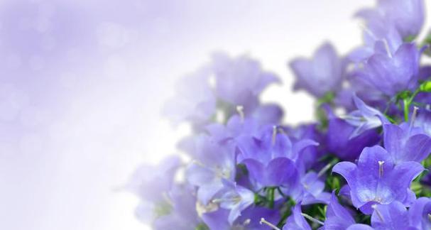 蓝色蝴蝶兰的花语是什么呀？这种花语代表了什么特别的情感？