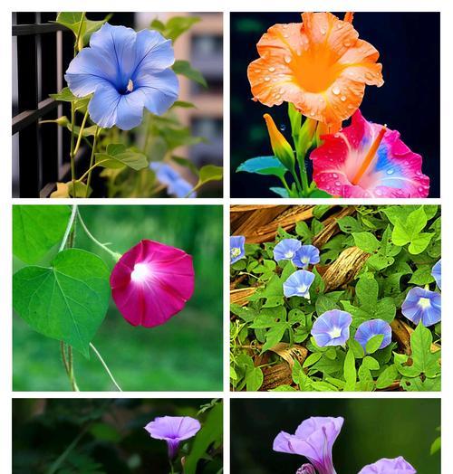 喇叭花的花语通常表达什么？