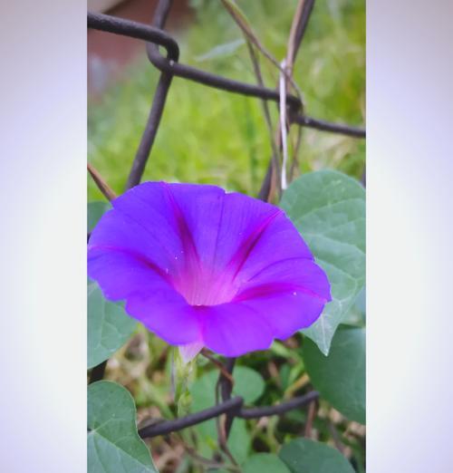 喇叭花的花语通常表达什么？