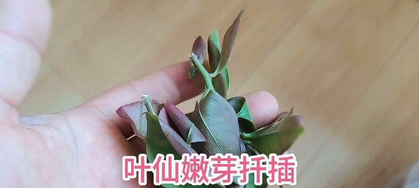 仙人掌嫩芽煲汤的正确步骤是什么？