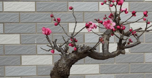 小叶子玫瑰花修剪方法图解？如何进行正确的修剪？