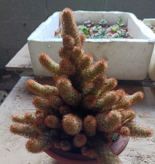 仙人球拼盘盆的种植方法是什么？如何进行拼盘设计？