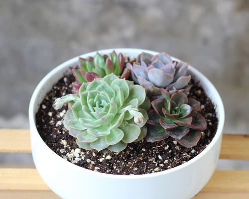 仙人球拼盘盆的种植方法是什么？如何进行拼盘设计？