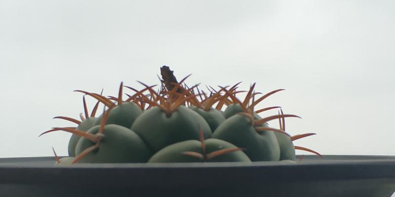 大龙象牙仙人球好养吗？正确的养护方法是什么？
