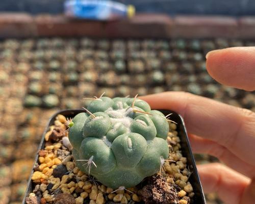 大龙象牙仙人球好养吗？正确的养护方法是什么？