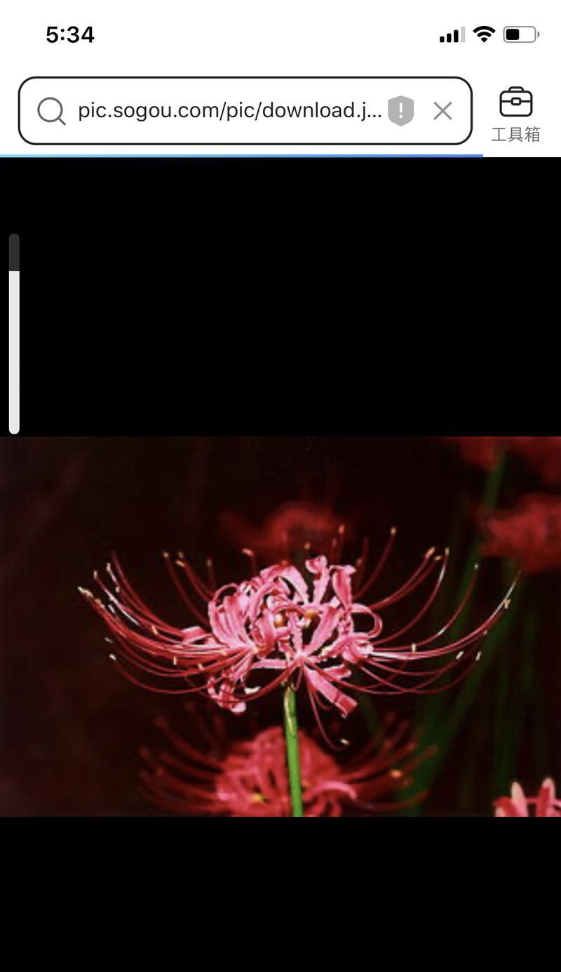 花语是对爱人的思念是什么花？哪种花代表了深切的思念？