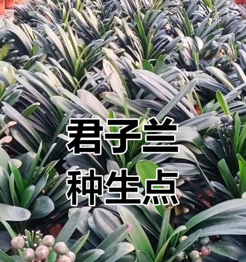君子兰长籽后如何正确养护？