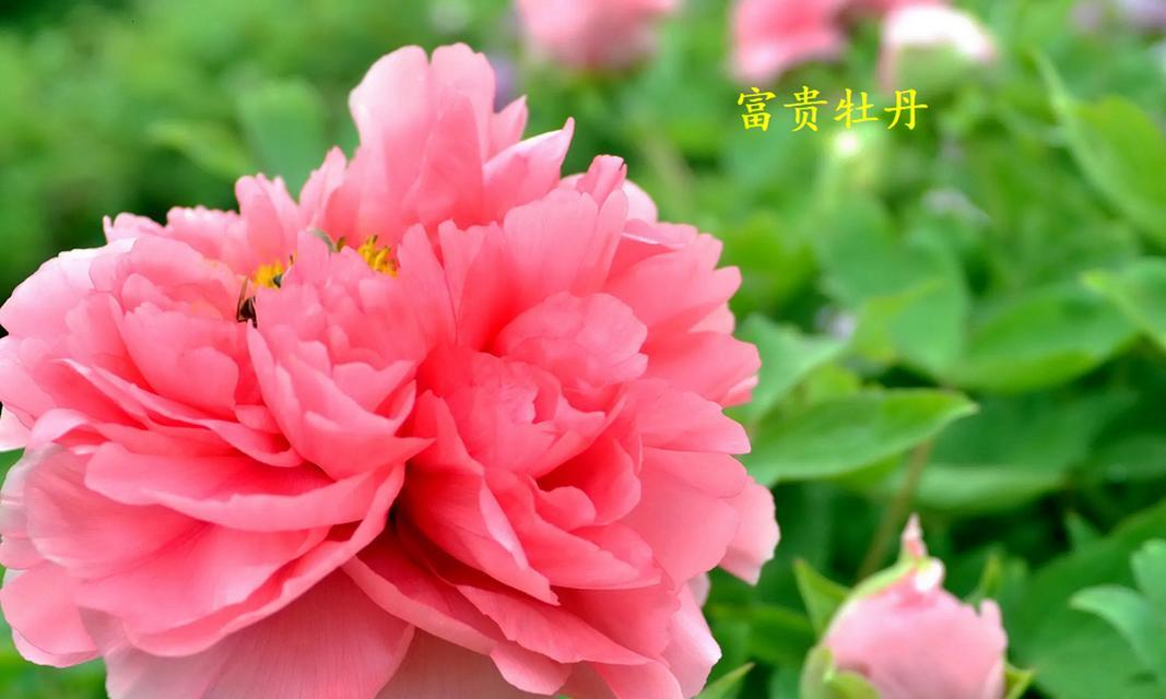 哪种花的花语代表富贵与隐忍？