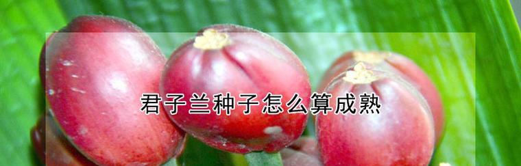君子兰长籽后如何正确养护？