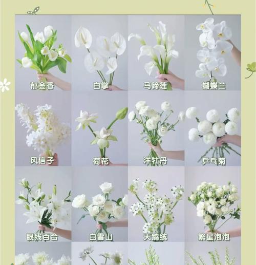 鸢尾和白掌的花语分别是什么？它们各自有何寓意？