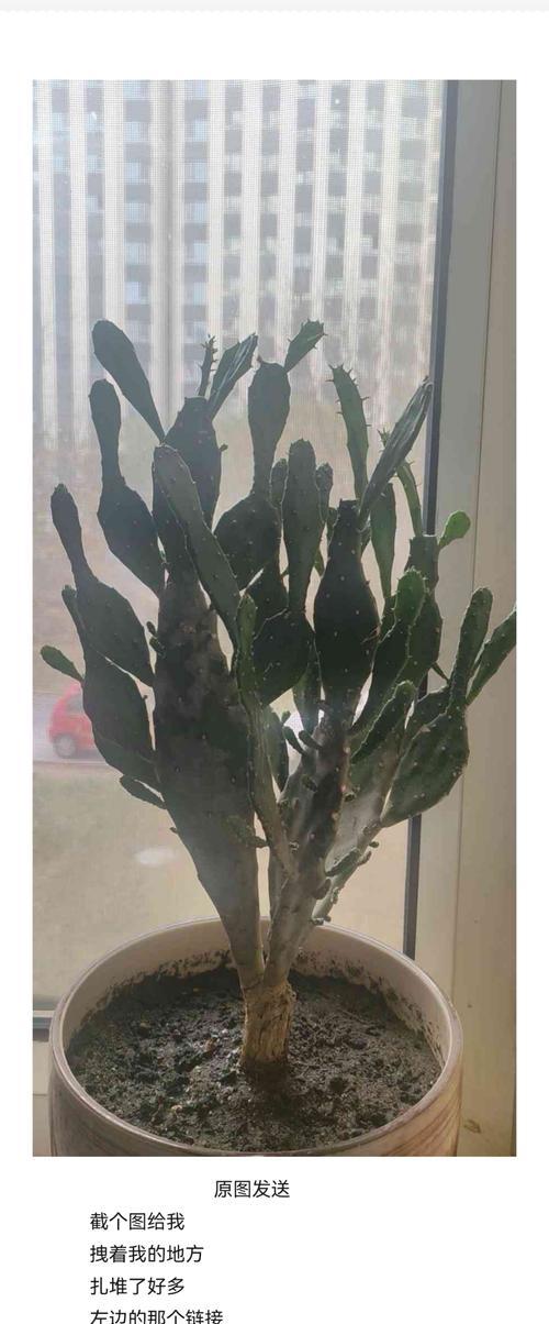 仙人掌树带盆的养殖方法是什么？
