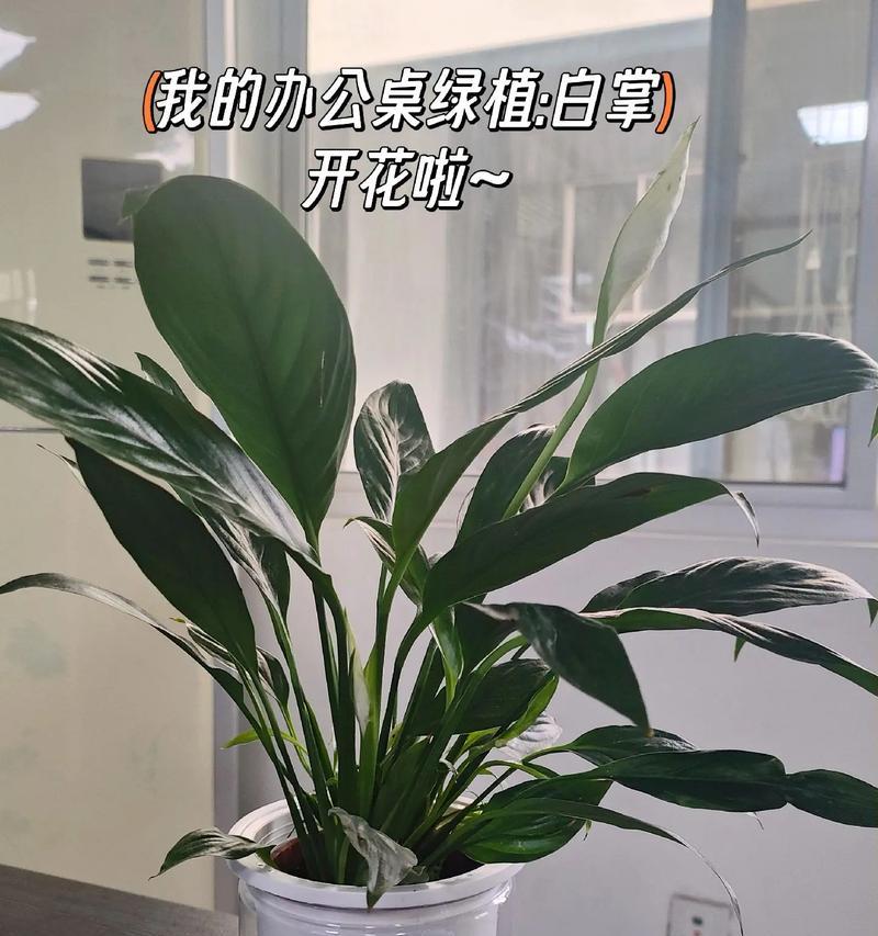鸢尾和白掌的花语分别是什么？它们各自有何寓意？