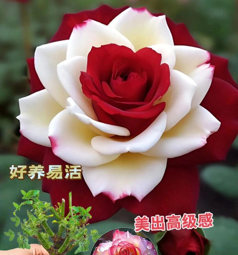 小景盆栽玫瑰花怎么养？有哪些注意事项？