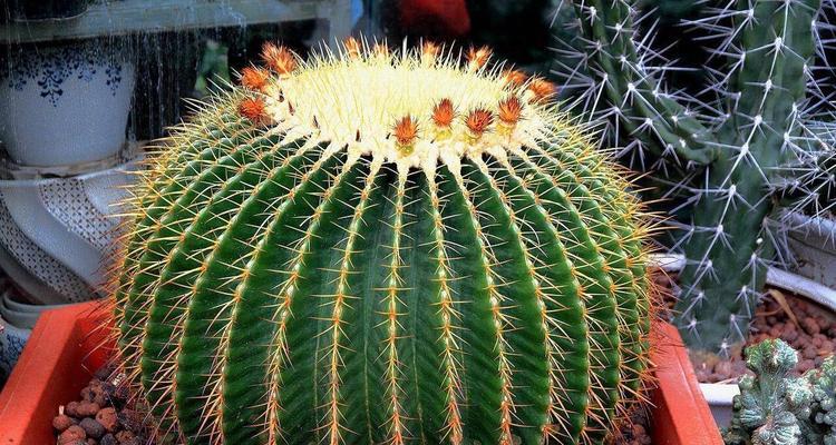 生长球中种植仙人球的步骤是什么？