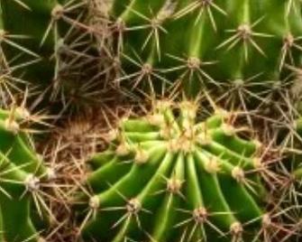 生长球中种植仙人球的步骤是什么？