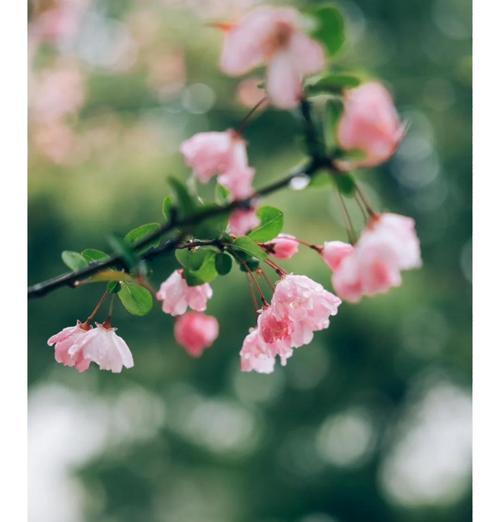 秋海棠的花语有哪些含义？