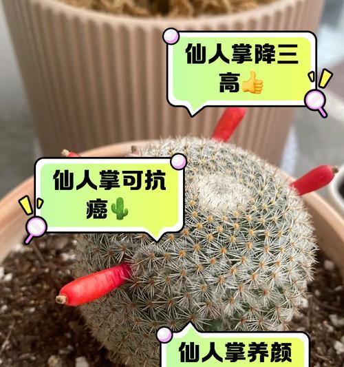 仙人掌发芽的条件和养护技巧是什么？