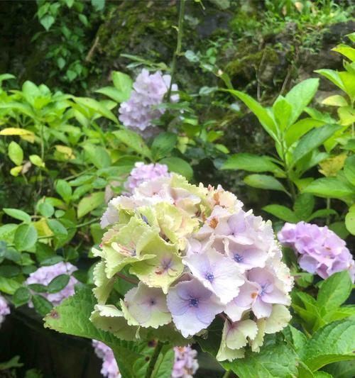 雪球山楂的花语代表了什么含义？