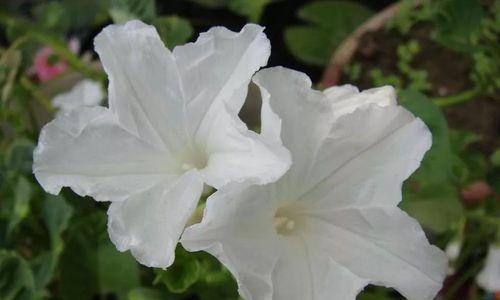 祖母仙人掌绿花瓶的种植步骤是什么？