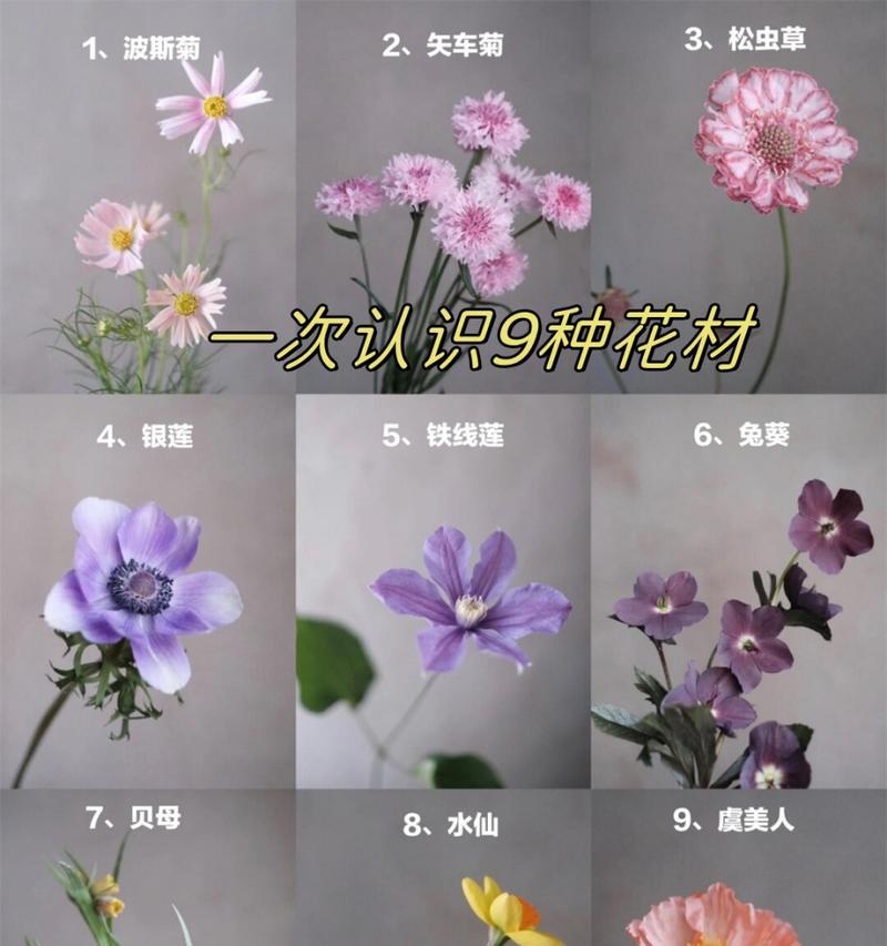 格桑花的花语有哪些特别含义？