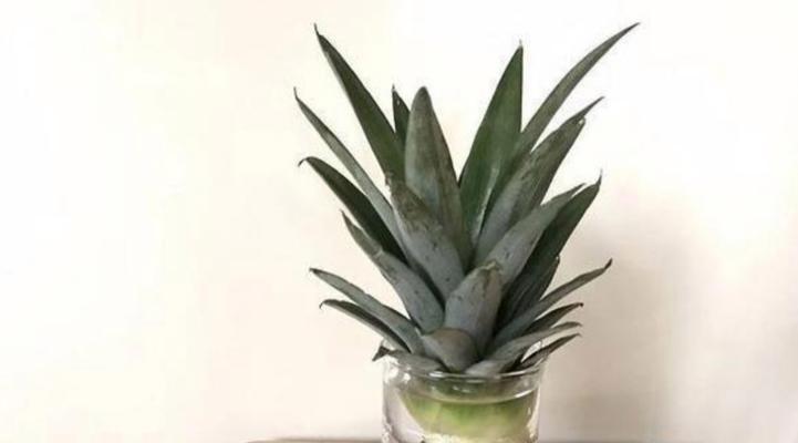白色牡丹花适合哪种花盆？如何选择搭配？