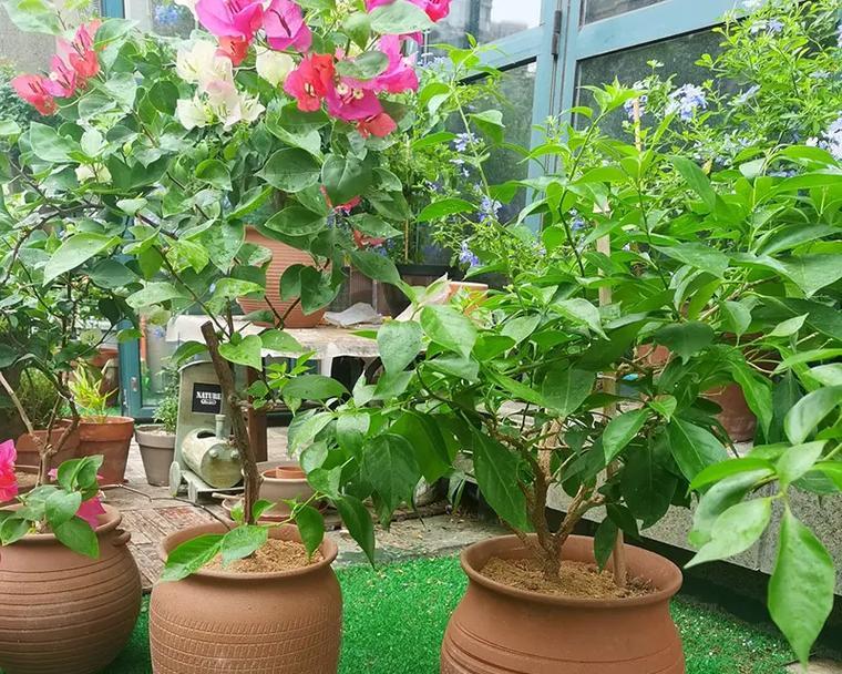 白色牡丹花适合哪种花盆？如何选择搭配？