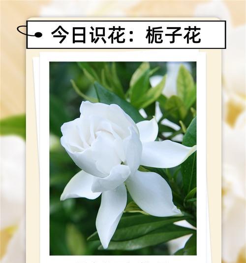 栀子花与玫瑰花的寓意是什么？栀子花与玫瑰花的花语有哪些？