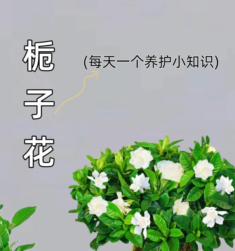栀子花与玫瑰花的寓意是什么？栀子花与玫瑰花的花语有哪些？