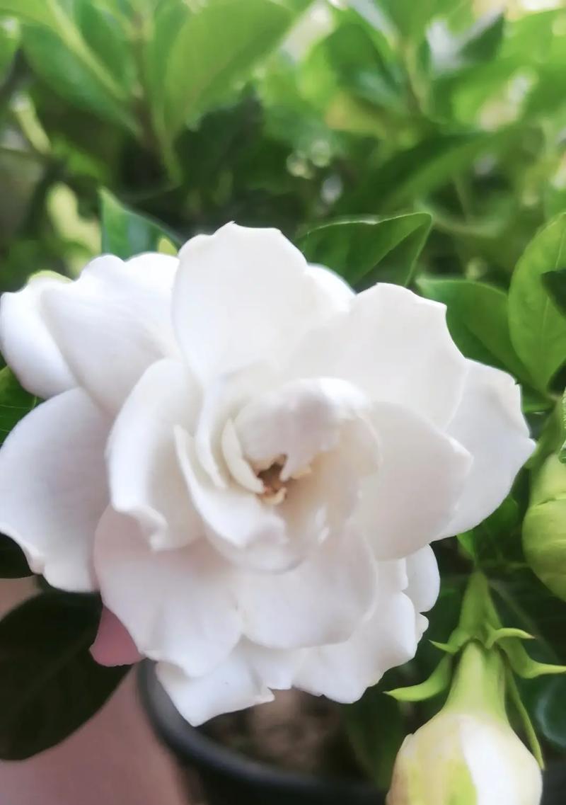 栀子花与玫瑰花的寓意是什么？栀子花与玫瑰花的花语有哪些？