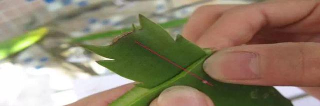 小仙人掌叶子如何拆洗？拆洗过程中应注意什么？