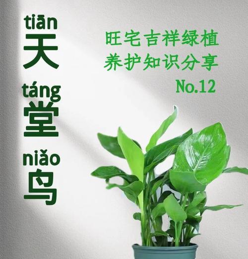 不计较的花语有何深层含义？