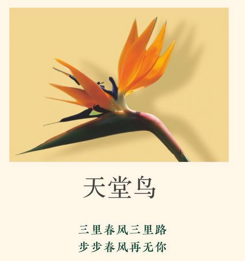 不计较的花语有何深层含义？
