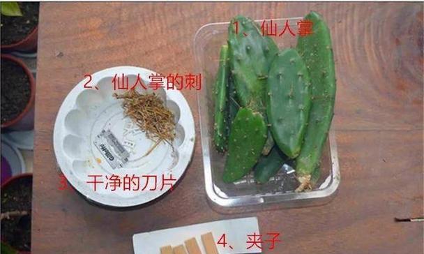 小仙人掌叶子如何拆洗？拆洗过程中应注意什么？