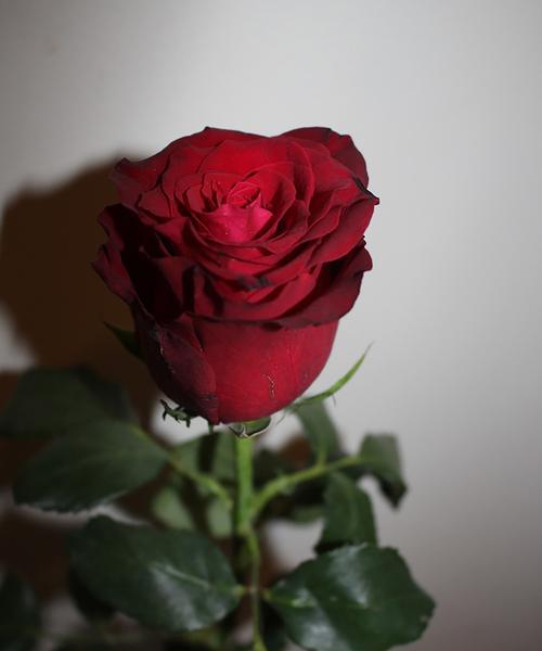 南湖公园玫瑰花开花时间是什么时候？