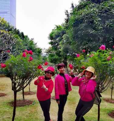 南湖公园玫瑰花开花时间是什么时候？