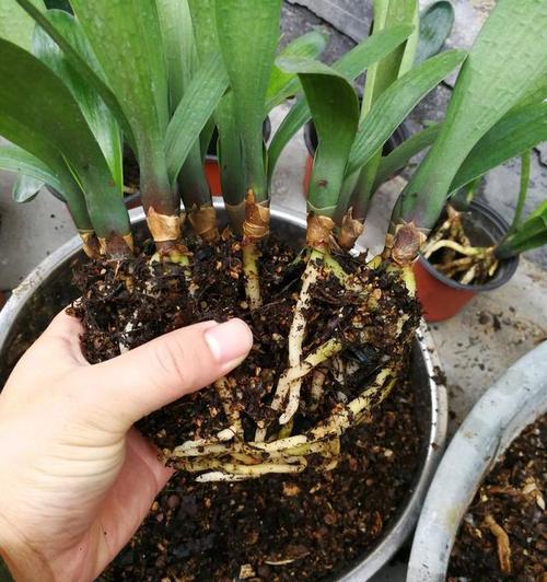 种植开花君子兰的正确方法是什么？