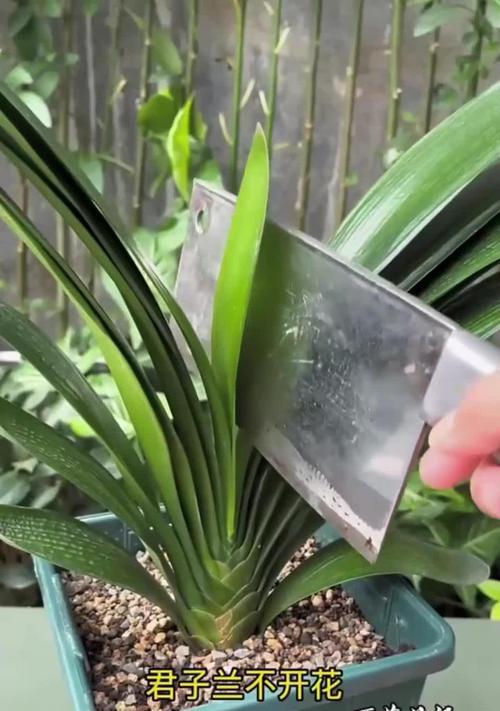 种植开花君子兰的正确方法是什么？