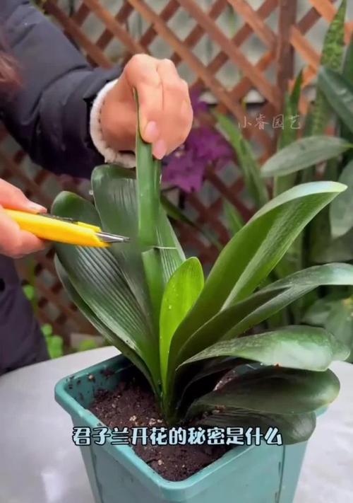 种植开花君子兰的正确方法是什么？