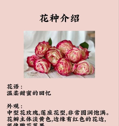 温柔的花语通常用什么花来表达？