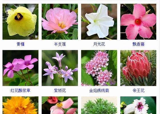 哪些花的名字带有励志的花语？