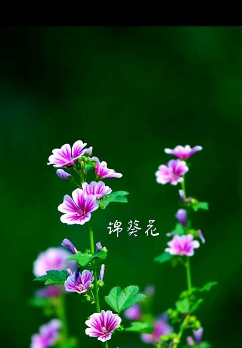 哪些花的名字带有励志的花语？
