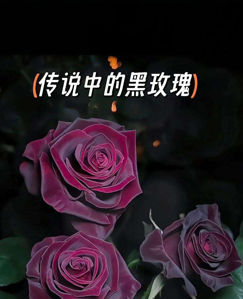 戴黑色的玫瑰花属于哪种品种？