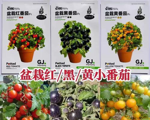 草莓柿子的花语代表了什么？